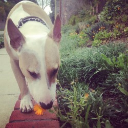 mydogapollo:  Smelling the Flowers on our