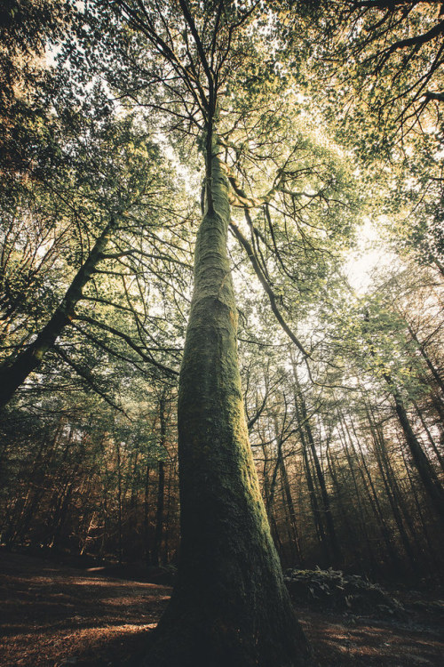 satakentia: Ethereal TreeMacclesfield Forest, Peak District, England, UKby Andrew Wood