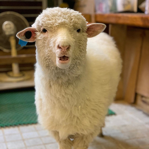 cwnerd12:awesome-picz:This Sheep Cafe In Korea Shares Viral Photos Of A Sheep Getting Washedoh my go