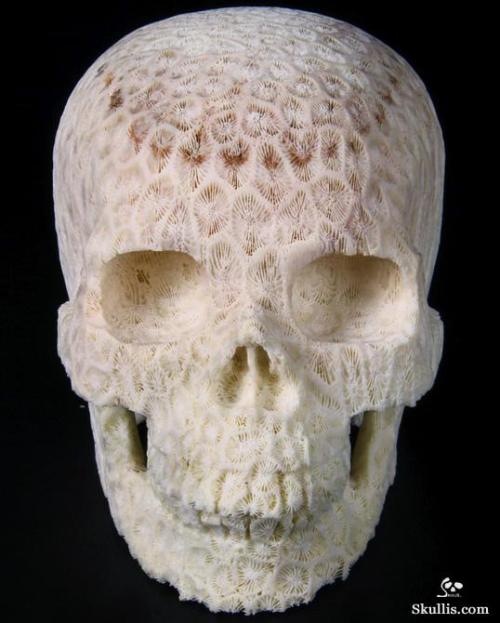 girlgrowingsmall:mineralists:White Coral has made this carved skull just a little bit creepy!I don’t