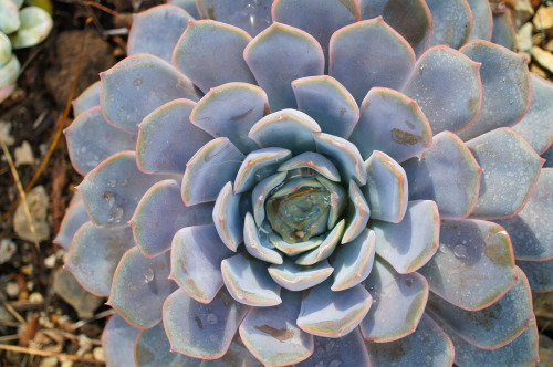 flora-file: Echeverias (by flora-file)