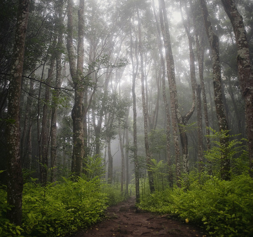 bathorynordland:into the cloud forest by manyfires on Flickr.