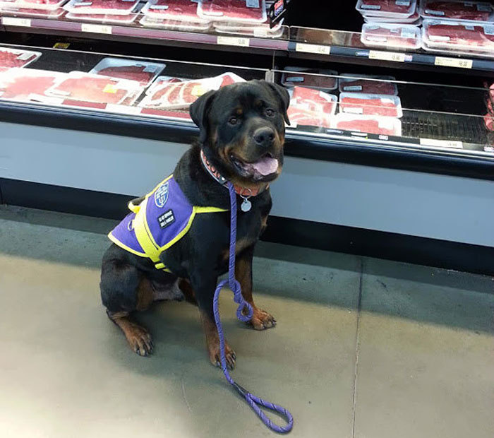 awesome-picz:    Dog Saves Owner With Asperger’s Syndrome From Violent Meltdown