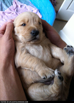 aplacetolovedogs:  2 week old Golden Retriever waking up from a nap in my arms! I am in love! mattwiththehat View Post