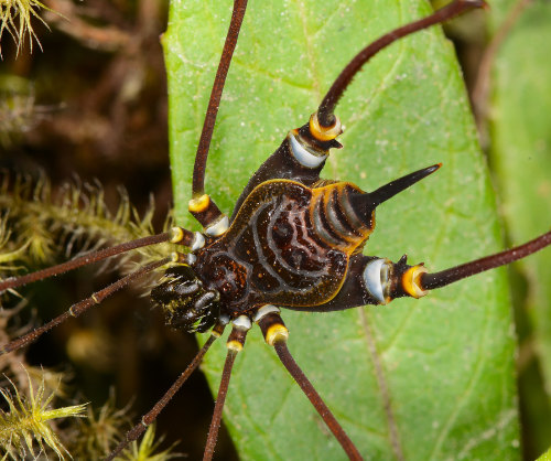 captain-price-official:onenicebugperday:Harvestmen (Arachnida, Opiliones) photographed by Art Anker 