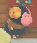 milknjuice: trunktonmayor:  achhd-fashionproject:    SLEEVES CONFIRMED  What’s even more interesting about this is the fact that Eunice is wearing a sweater. Which means Sheep villagers aren’t grounded to scarves anymore!   i genuinely love seeing