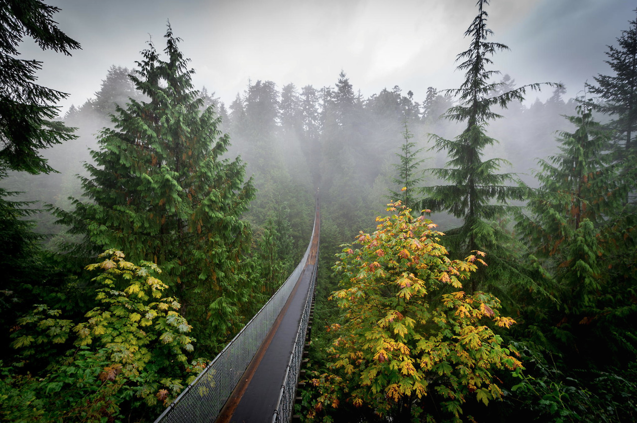 nubbsgalore:  a walk through the woods. photos of the capilano suspension bridge