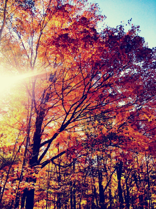Collect the perfect leaf, tuck it away in your favorite book, carve a pumpkin and live in your favor