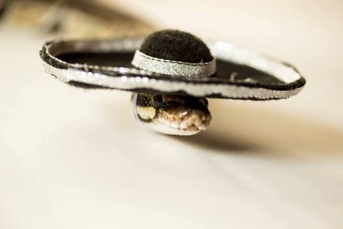 catsbeaversandducks:  Snakey is a 4 year old Ball Python who loves going on adventures.  Photos by Snakey The Ball Python 