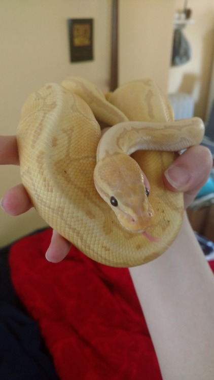 engi-scout-azure: Today is taxi’s birthday! He’s one year old today! Happy Hatchday Taxi