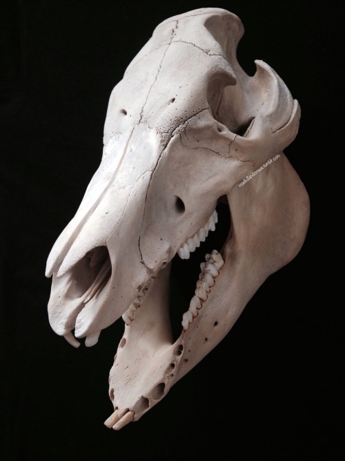 Some Of My Skulls.
