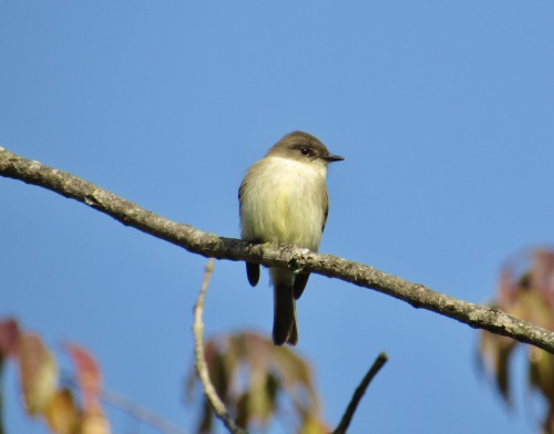 An eastern Phoebe in its fresh autumn plumage. It was filling up on insects at the Eckvlle flower fi