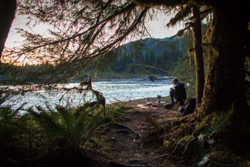 NORTHWEST ADVENTURE: ELKS OF HOH RAINFOREST   It was a beautiful morning in the Hoh Rainforest. We w