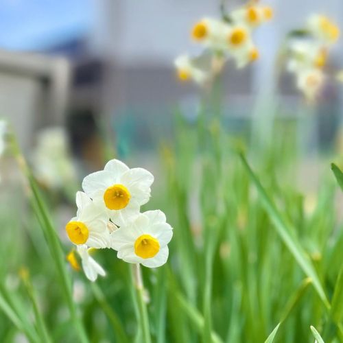 水仙(^_^) #スイセン #水仙 #花 #フラワー #京都府 #京都市 #伏見区 #藤森駅 (藤森駅) www.instagram.com/p/CL-yqU2gAPR/?igshid