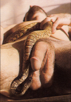 grover3:  snakesonhotguys:  Bliss.  One snake checks out another.