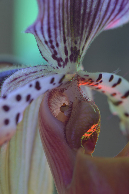 cuckou:  My Third Paphiopedilum on Flickr. 