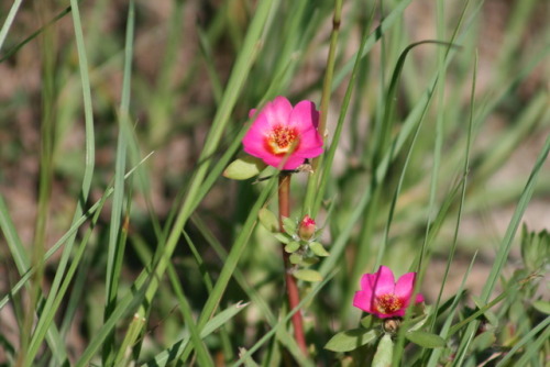 Wild purslane in the grass, Lake Panasoffkee - Wildwood, Florida.