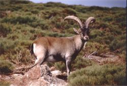 rhamphotheca:  Researchers in Spain to attempt to clone extinct mountain goat (Phys.org) — A team of researchers in Spain, with the Centre for Research and Food Technology of Aragon, has signed an agreement with the Aragon Hunting Federation (which