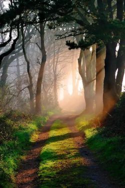 bonitavista:    Godolphin Woods, Cornwall, England  photo via joanne