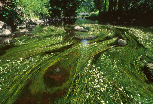 elyssediamond: River Water-crowfoot (Ranunculus fluitans) in River VramsånPhoto Patrik Olofsson