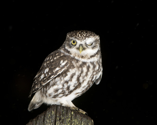 Little Owl (Athene noctua)&gt;&gt;by Phil  Winter 