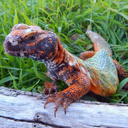 drowning-in-wonderland:Moroccan UromastyxUromastyx NigriventrisA spiny tailed lizard that comes from