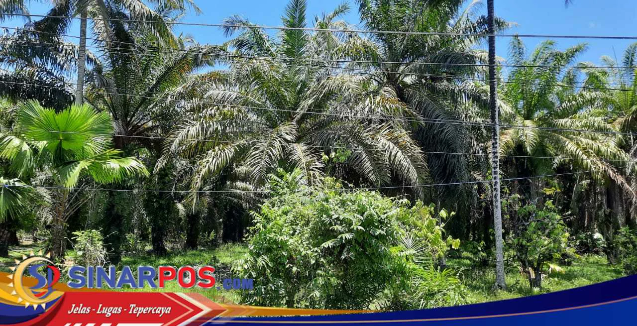 PT Pasangkayu Dilaporkan ke Kejaksaan Agung RI Terkait Perambahan Hutan dan Penyerobotan Lahan