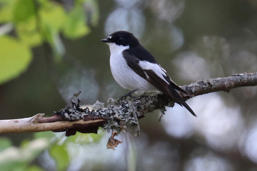 European pied flycatcher/svartvit flugsnappare.