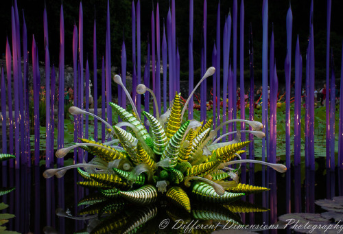 I went to the Biltmore last night to take photos of the Chihuly glasswork they have on display in th