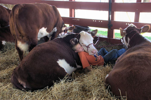 the-grand-high-blood: petrichor-and-holy-water: zooophagous: holy shit cows are huge And apparently 