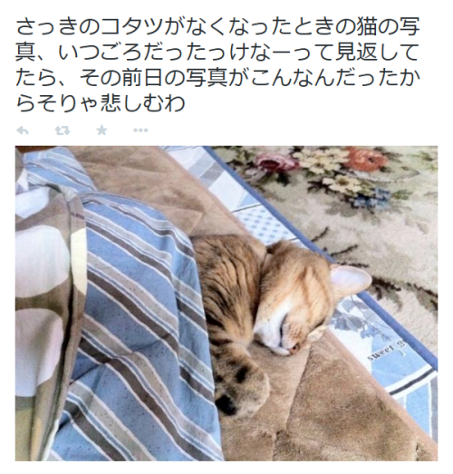 highlandvalley:  ななふしさんはTwitterを使っています: “コタツを片付けたときの猫はそりゃあもう悲しそうな顔をする http://t.co/moZ7waACwu” 