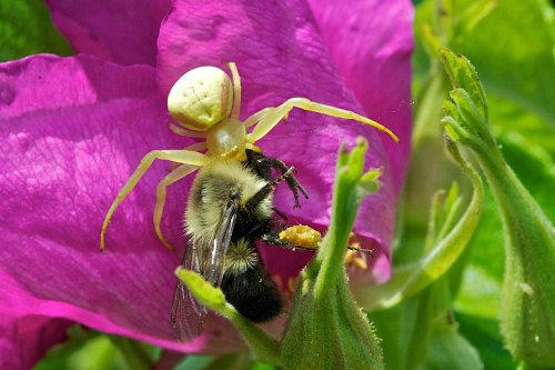 A Goldenrod Crab Spider preying on a bumble bee on a pink Rugosa Rose.