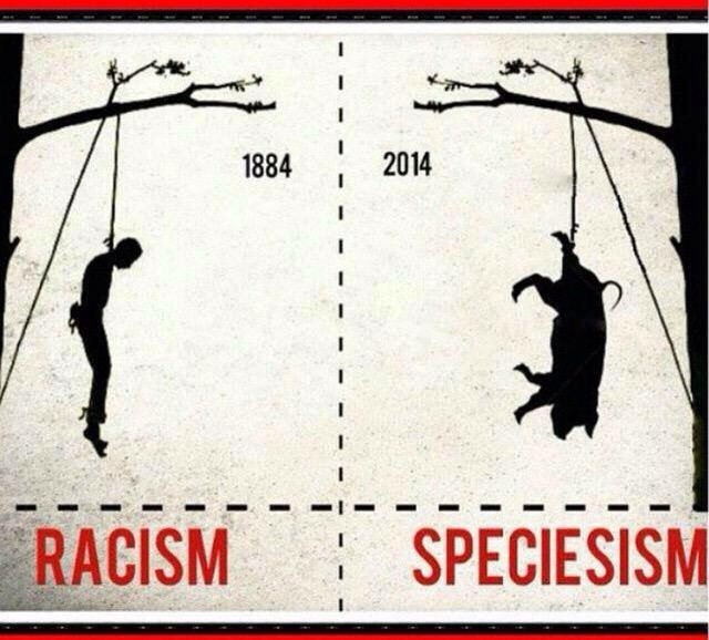 nickisverseinmonster:  evolutia:  thatoneniggawiththedreads:dontsayniggaifyounotblack: