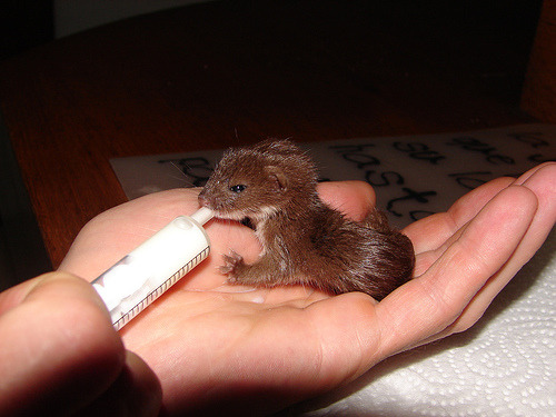 buggy-heichou:  sirderpington:  sigoynerblod:  OH MY GOD BABY WEASELS     THEYRE SO CUTE AND TINY WHAT THE HECK  I made a noise that sounded like a deflating balloon  Yes hello I would like an army of baby weasels.