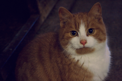 A good and very round Icelandic farm kitty!(PS. I’ve fallen behind on updating this blog, if you wan