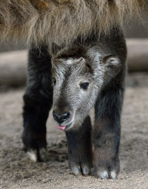 It’s a girl! Eve’s tiny takin tot is takin’ the world by storm. : Mike Wilson