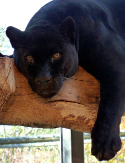 funnywildlife:Linus: R.I.P. - † June 13, 2011 by Claude@Munich on Flickr.Black Panther