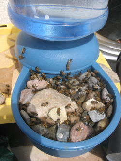 maghrabiyya:  moonstonebeginning:  soulpunx20xx:  moonstonebeginning:  moonstonebeginning:  A great addition to your garden or back yard. - Bee watering station.  Bees need water just like we do but often times drown in open water. To make a bee watering