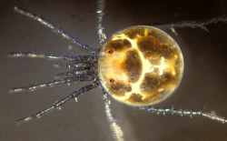 currentsinbiology:  Living water mite, water