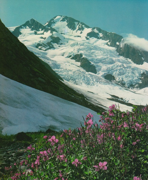 bvddhist:retrospectia:Pacific Wilderness, 1989