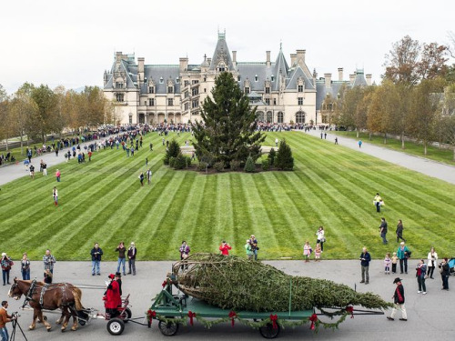 The tree is up at Biltmore! It’s officially the season. via 36.media.tumblr.com 