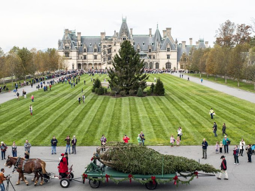 Source : 36.media.tumblr.com - The tree is up at Biltmore! It’s officially the season - tumblr_neorc