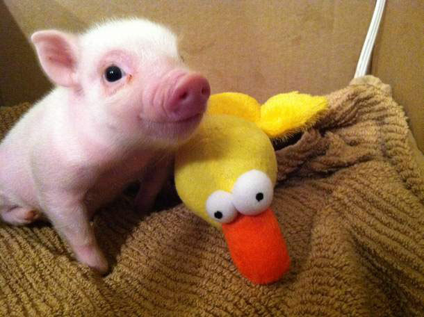 your daily pig fix