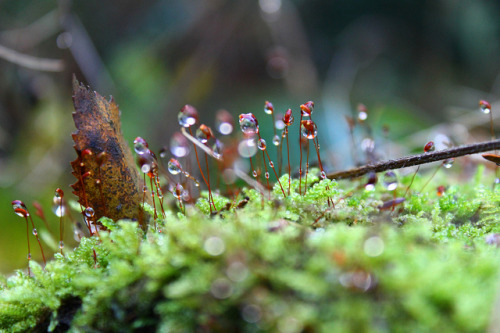 Delicate Droplets on Flickr.