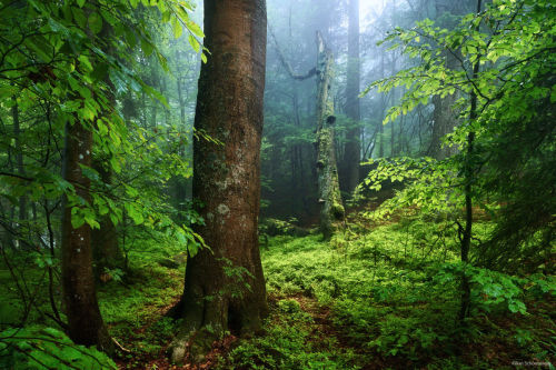 me-lapislazuli: Primeval Forest | by kilianschoenberger | ift.tt/2ayAZHm