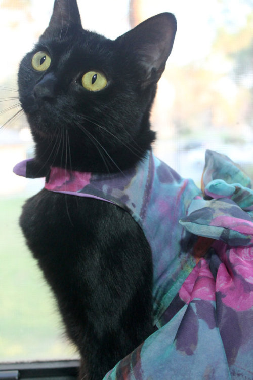 catscatscatss:fancy cat!