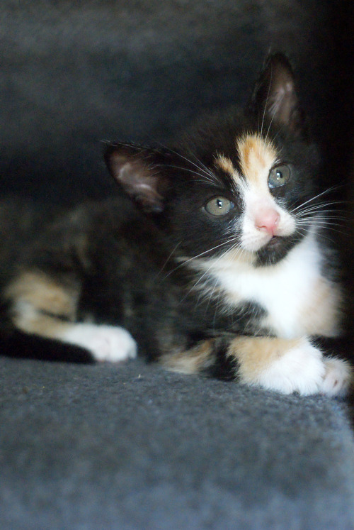 Is It Necessary To Be This Cute? I Think It's Excessive.