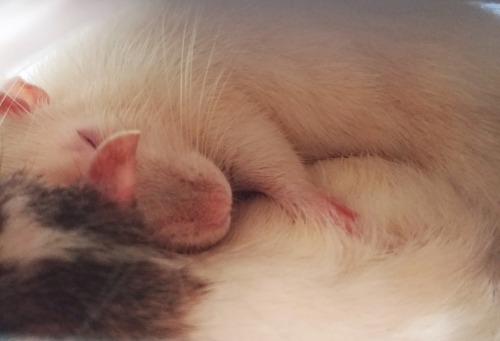 akane-banane: 2 of my 4 boys on their first day in my apartment, sleeping off the travelling stress 