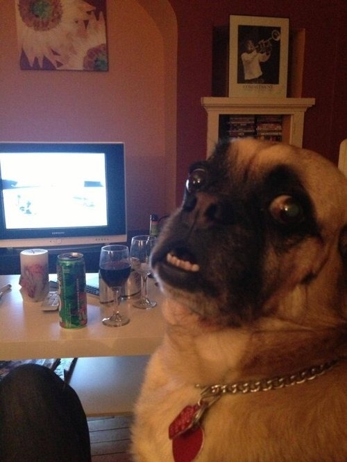 pewpewlasernipples:  karlmarxofficial:  catbountry:  Pugs.  are pugs even real or did someone just d