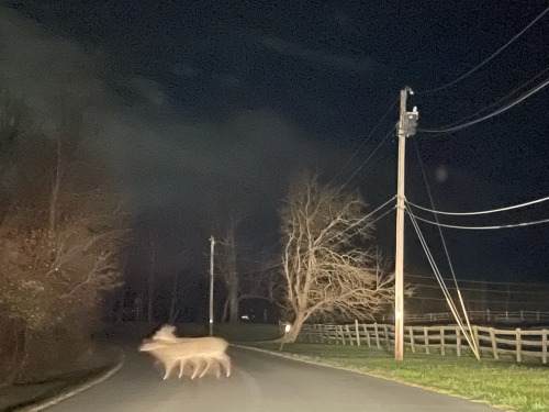 Im Walkin Here!